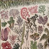 Lithograph on algae - 1900