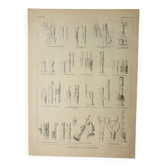 Old engraving 1922, Tree grafting, arboriculture, gardening • Lithograph, original illustration