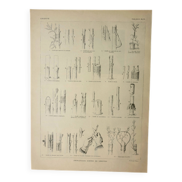 Gravure ancienne 1922, Greffe d'arbres, arboriculture, jardinage • Lithographie, illustration origin