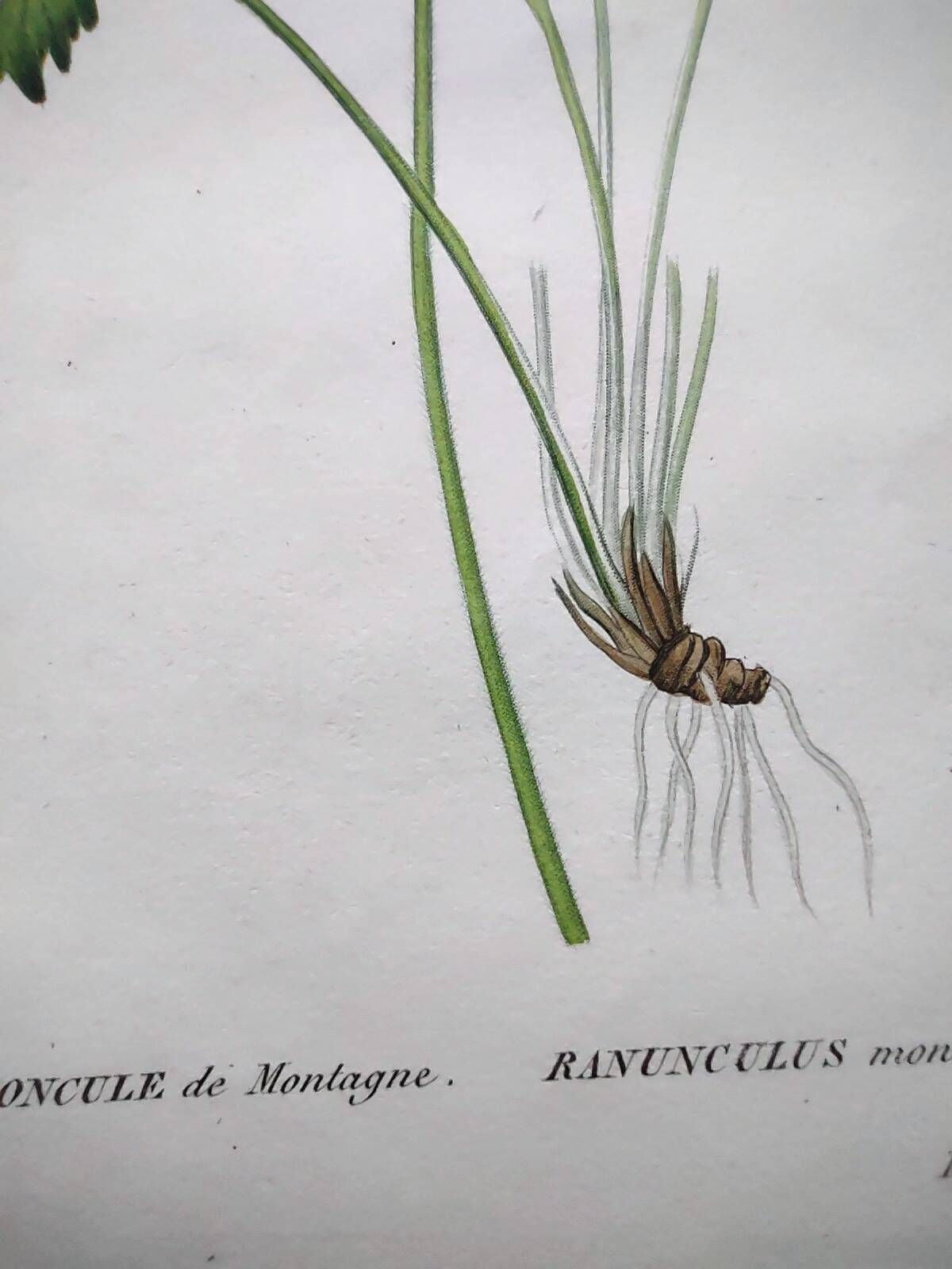 Antique botanical engraving from 1829 - Mountain Buttercup - By PA Poiteau. Hand colored.