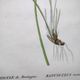 Antique botanical engraving from 1829 - Mountain Buttercup - By PA Poiteau. Hand colored.