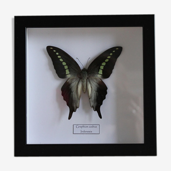 Butterfly Graphium codrus