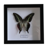 Papillon Graphium codrus