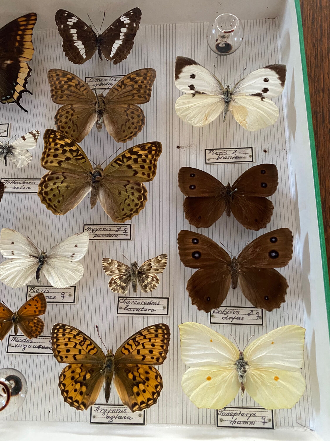 Entomology box of vintage stuffed butterflies