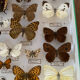 Entomology box of vintage stuffed butterflies