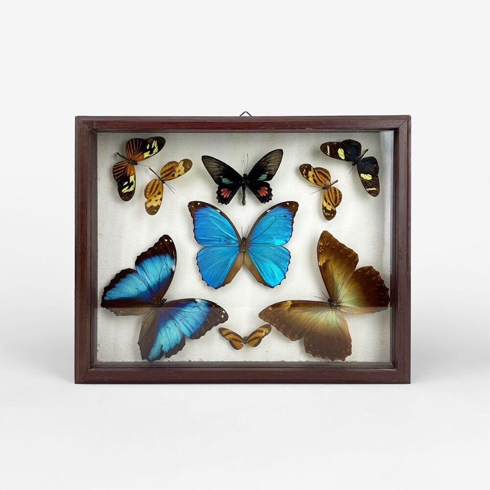 Naturalized butterfly frame