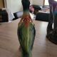 Duck pitcher