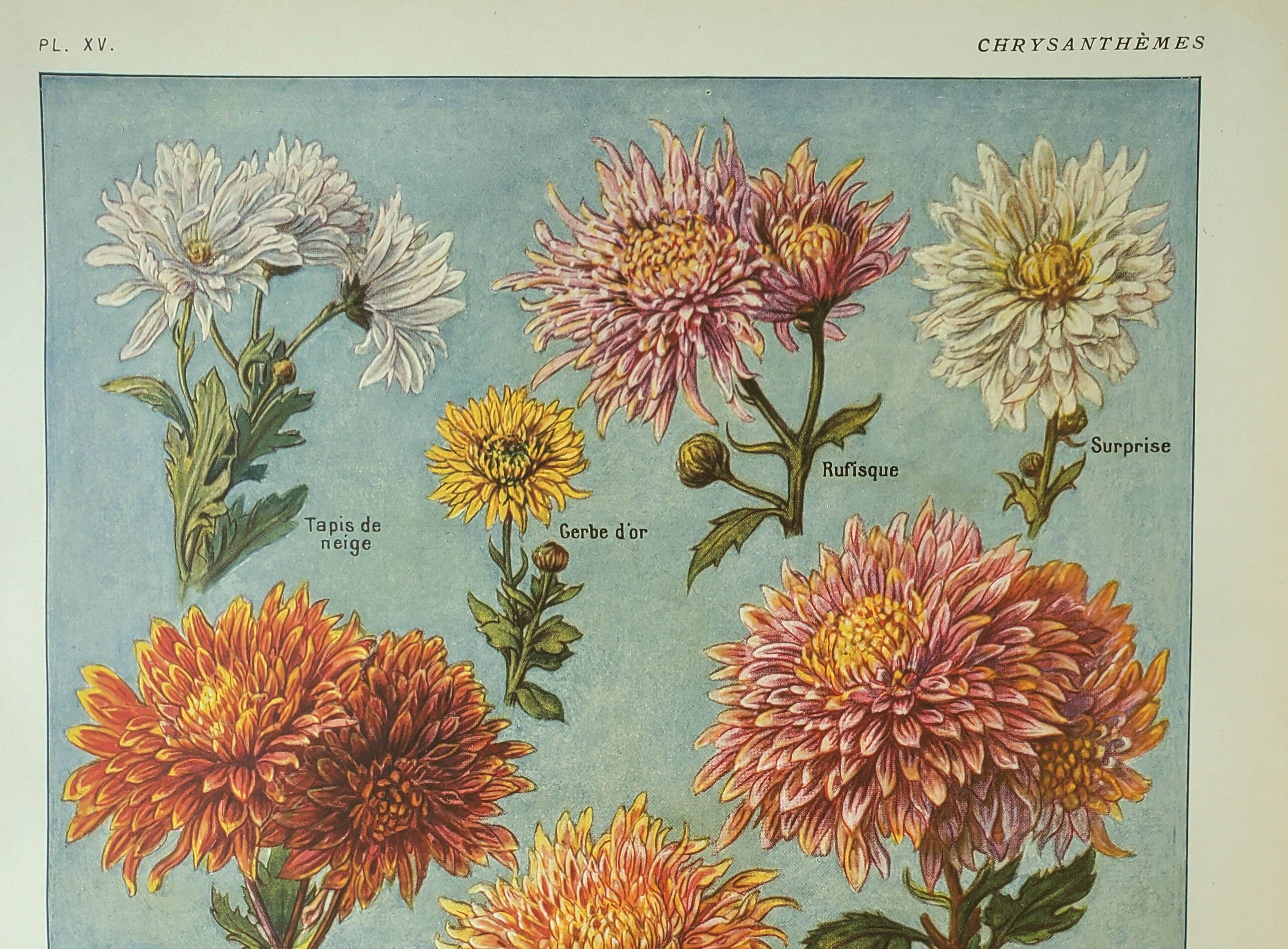 Old engraving 1922, Chrysanthemums, varieties, botany, flowers • Lithograph, Original plate