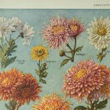 Old engraving 1922, Chrysanthemums, varieties, botany, flowers • Lithograph, Original plate