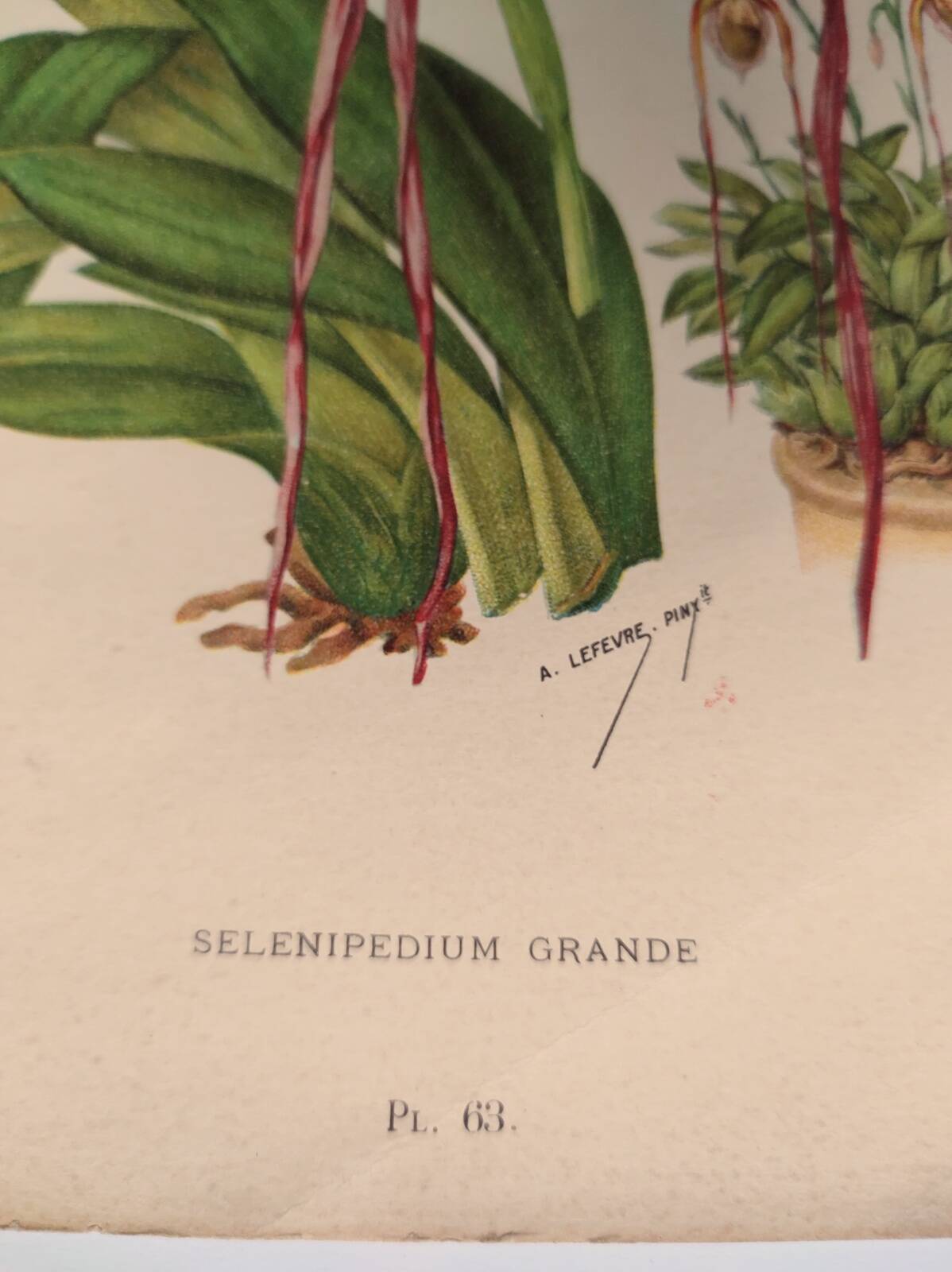 Gravure botanique "Sélénipédium grand" de A.Lefevre, 1897