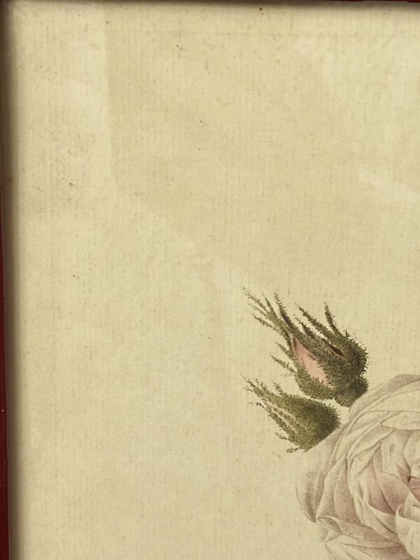 Affiche botanique, Rosier Mousseux encadrée