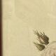 Affiche botanique, Rosier Mousseux encadrée