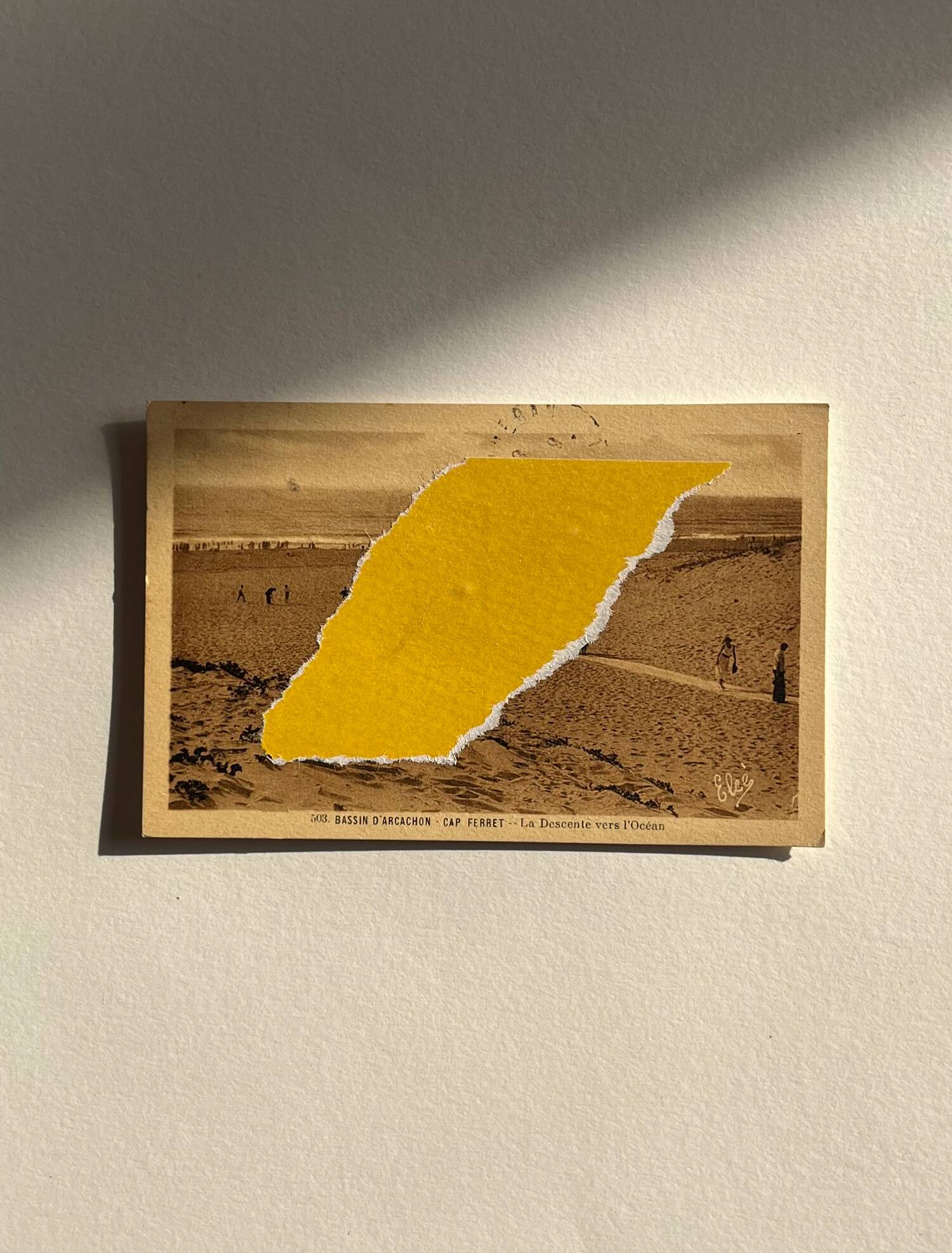 The Ferret - Collage