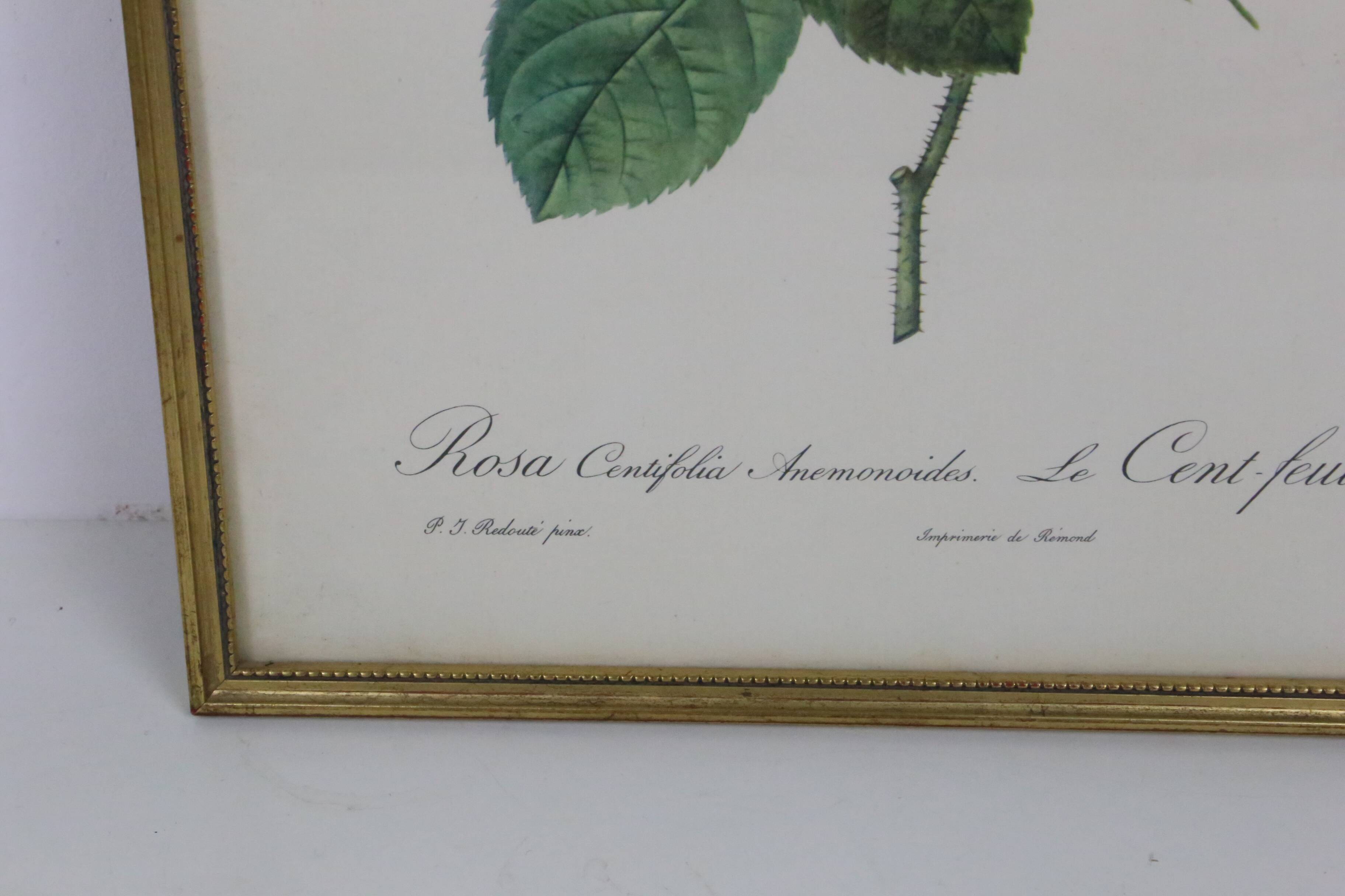 Great Redouté Lithograph