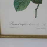 Great Redouté Lithograph