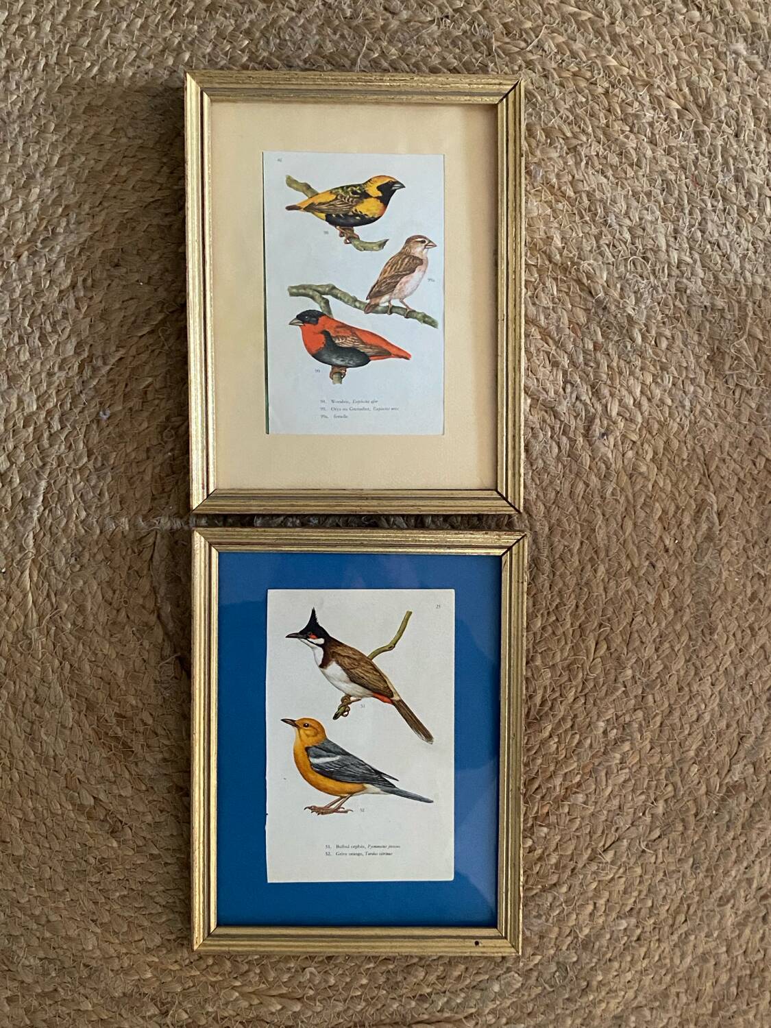 Ornithological frames “birds in cages”.