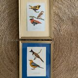 Ornithological frames “birds in cages”.