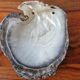 Vintage pearl oyster shell