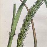 Duo botanical plates, Ed. London 1878
