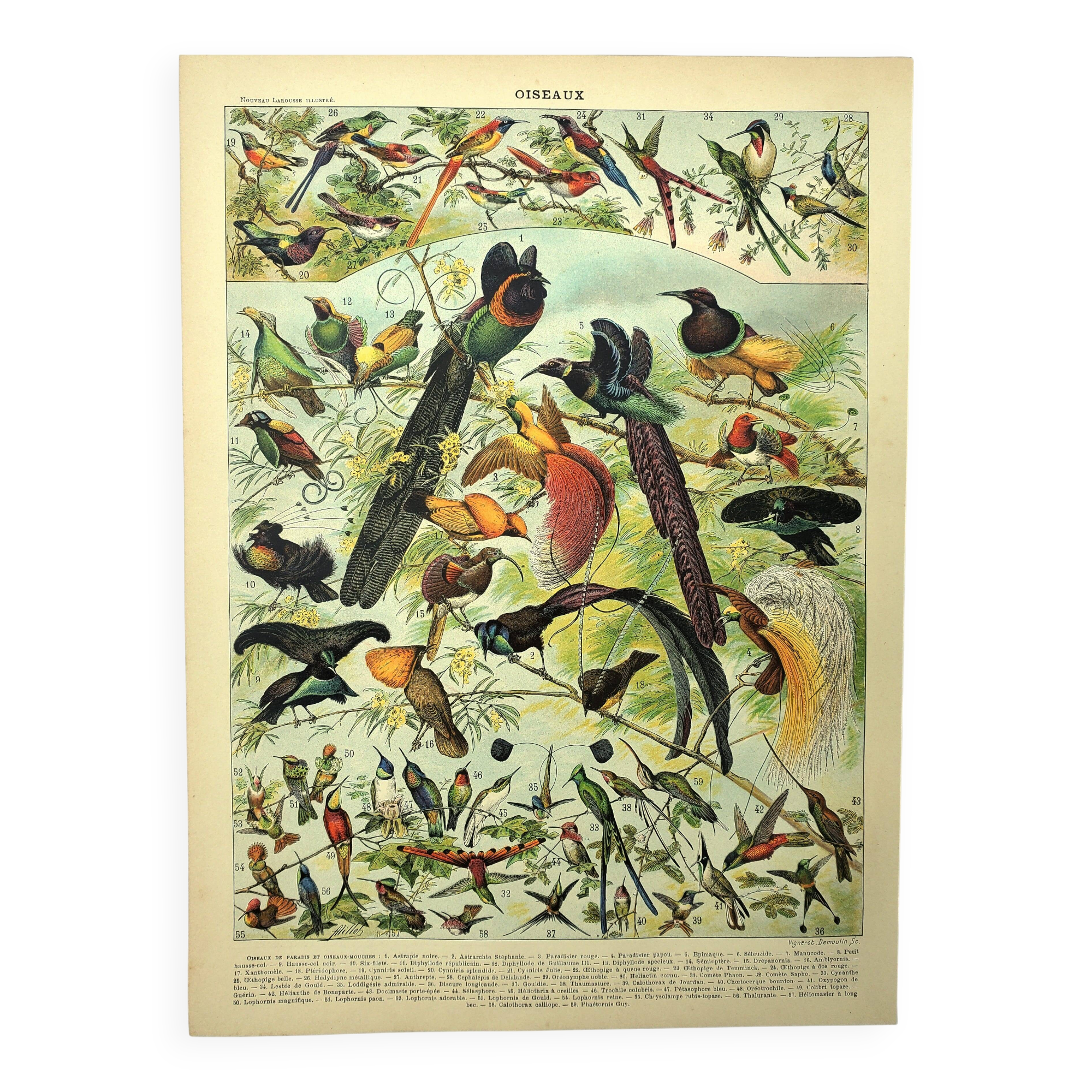 Antique engraving 1897 - Birds 2, species, bird of paradise