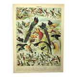 Gravure ancienne 1897 - Oiseaux 2, espèces, paradisier