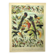Antique engraving 1897 - Birds 2, species, bird of paradise