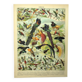 Gravure ancienne 1897 - Oiseaux 2, espèces, paradisier