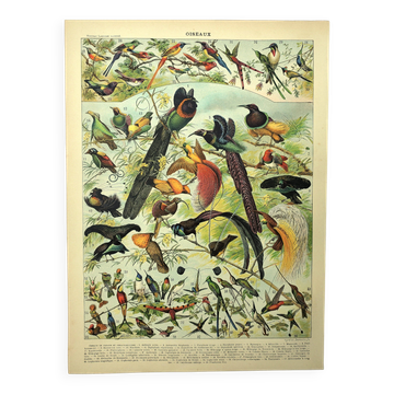 Gravure ancienne 1897 - Oiseaux 2, espèces, paradisier