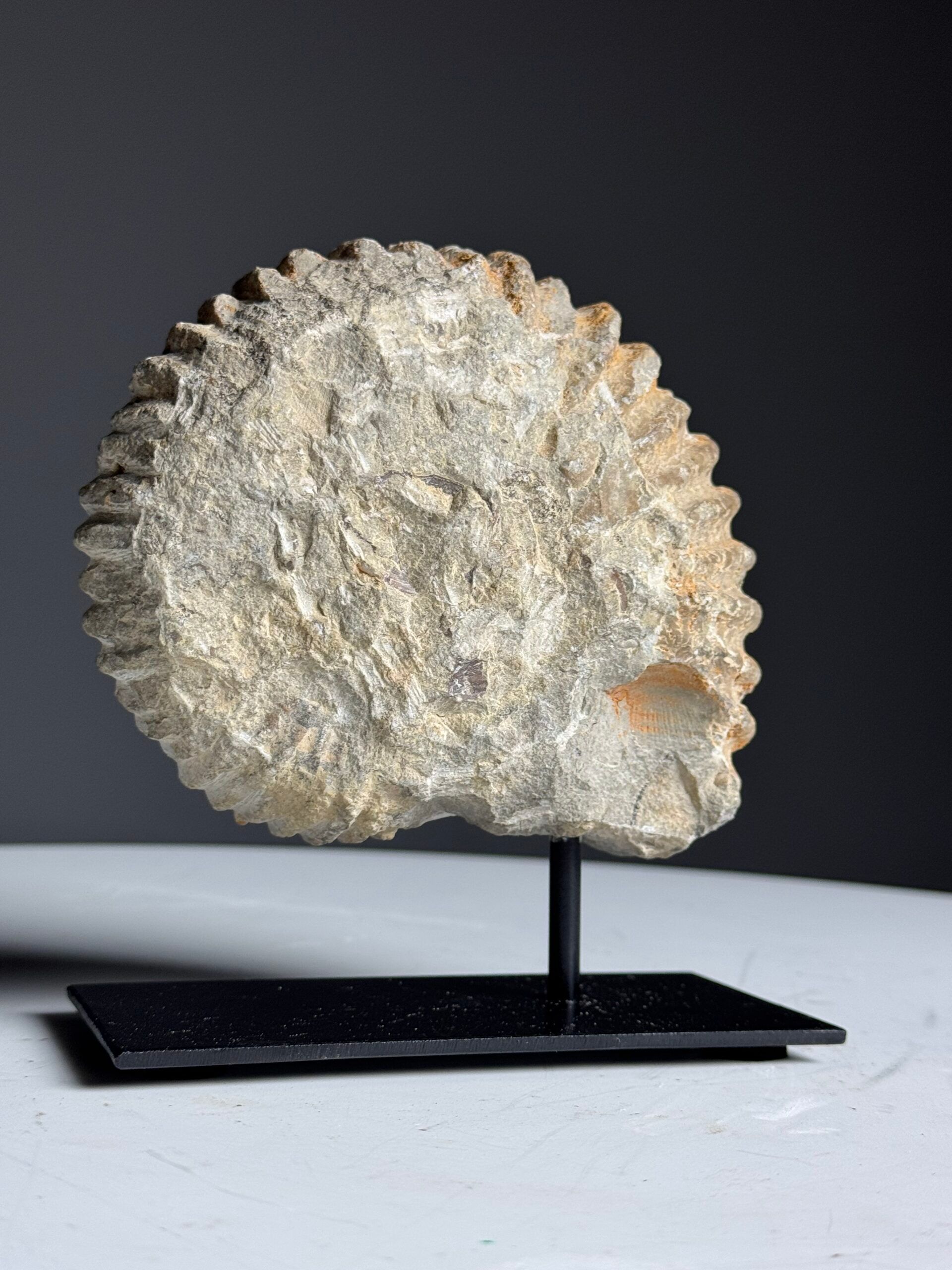 Fossile d'ammonite sur support
