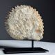 Fossile d'ammonite sur support