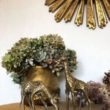 Pair of two giraffes