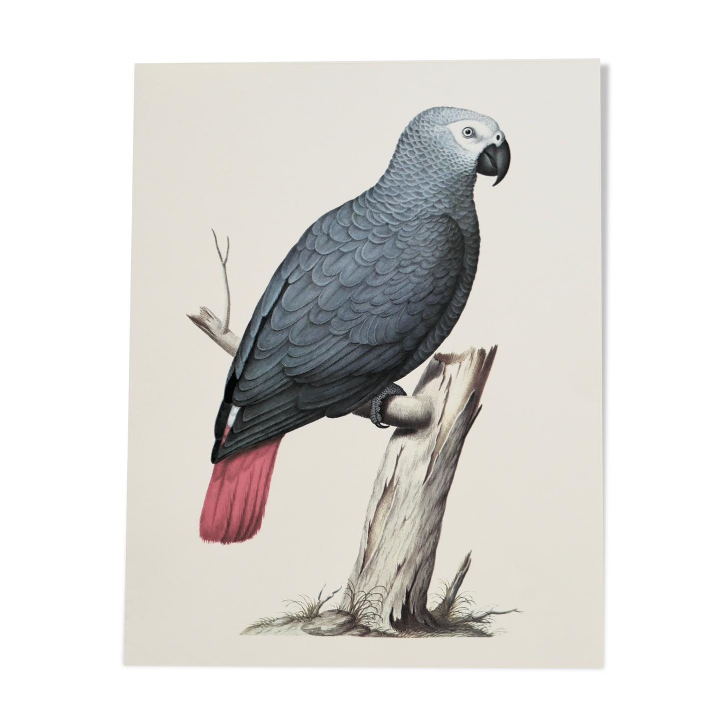 Ornithological board The grey parrot or Jaco