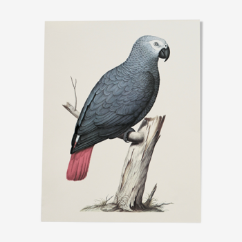 Planche ornithologique Le perroquet gris ou Jaco