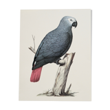 Ornithological board The grey parrot or Jaco