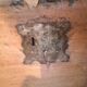 Solid wood chest