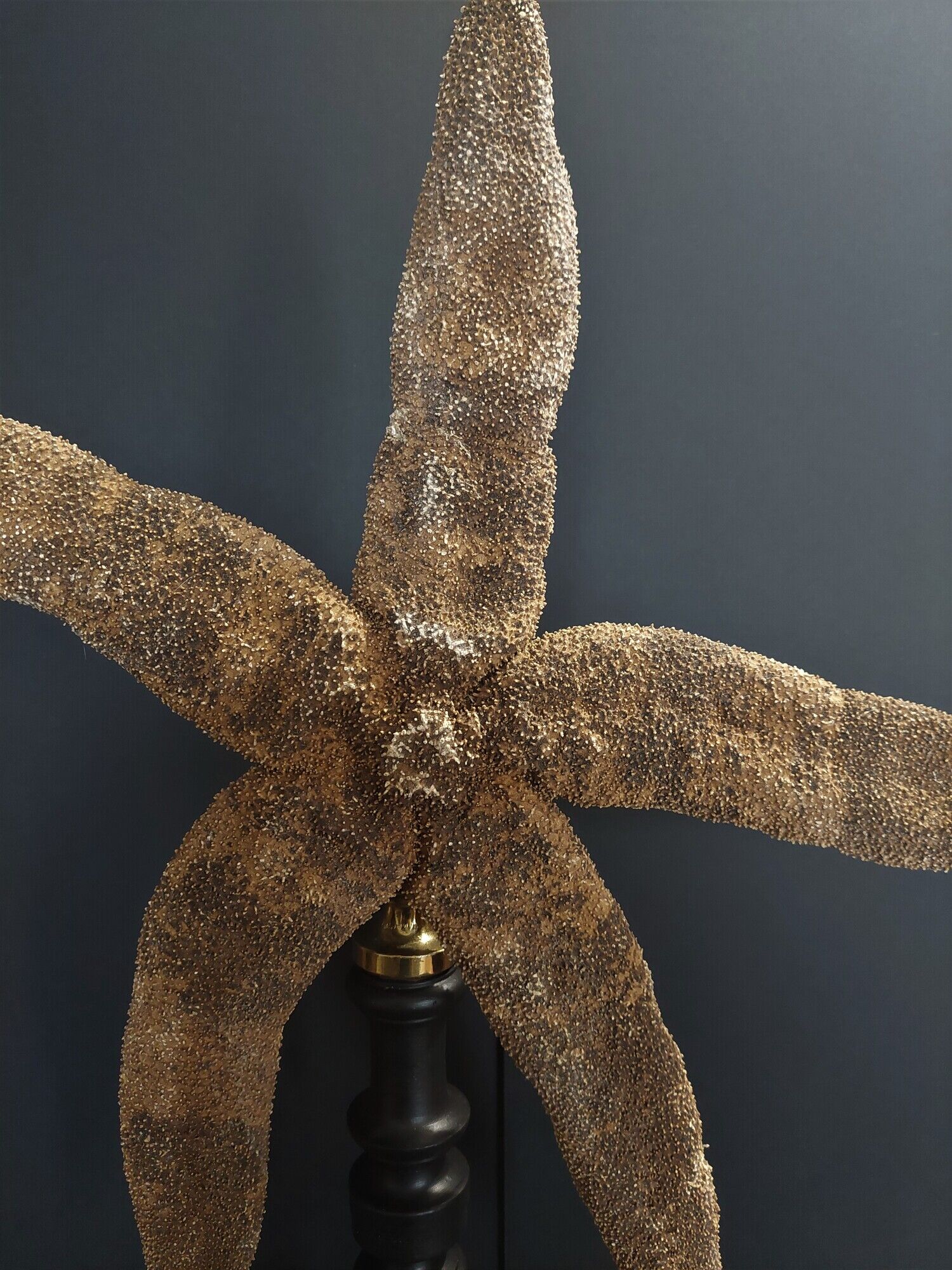 Giant starfish thromidia catalai on pedestal