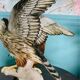 Birds couple of falcons Karl Ens
