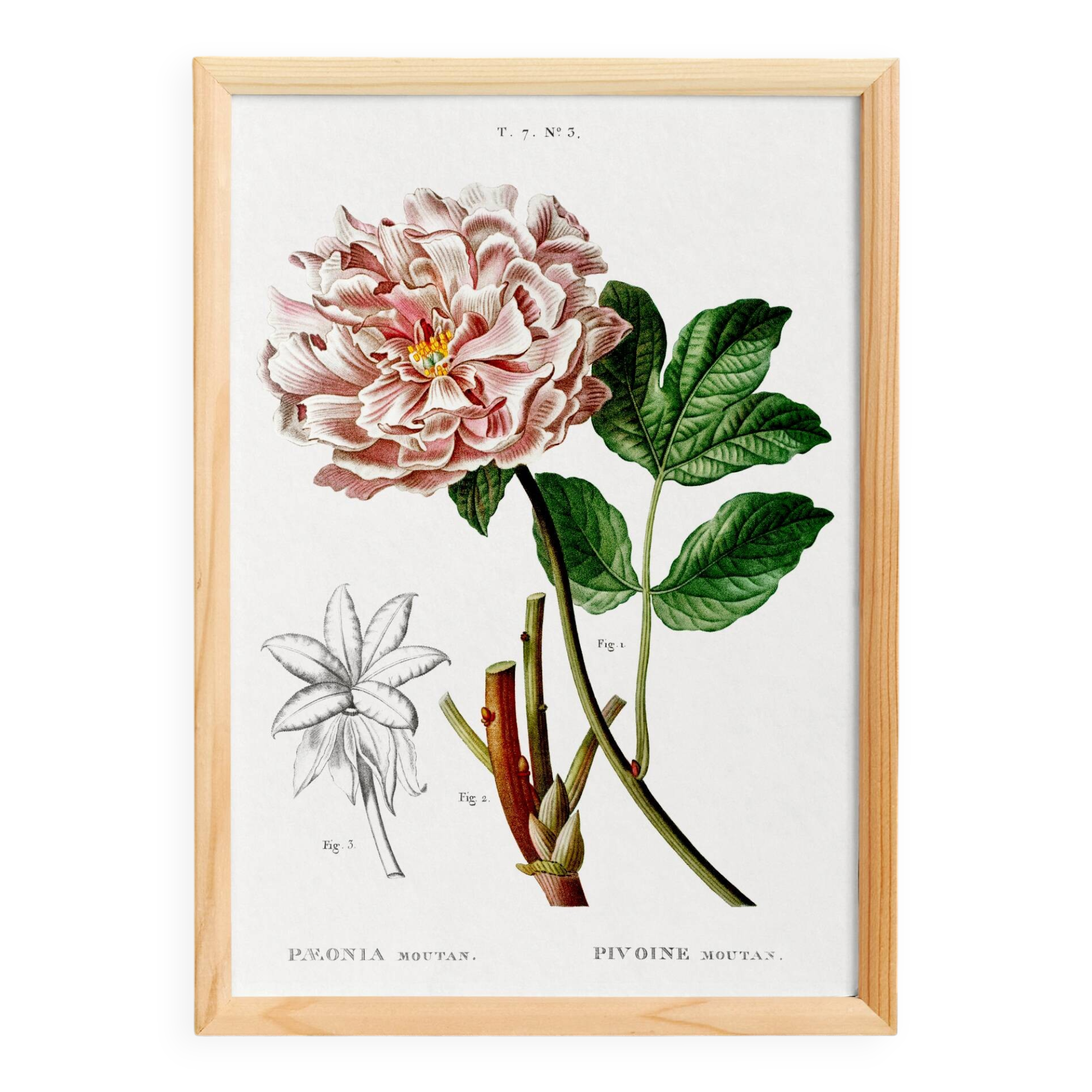 Botanical poster on Peony (2), after an old engraving from 1802