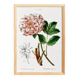 Botanical poster on Peony (2), after an old engraving from 1802