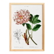 Botanical poster on Peony (2), after an old engraving from 1802