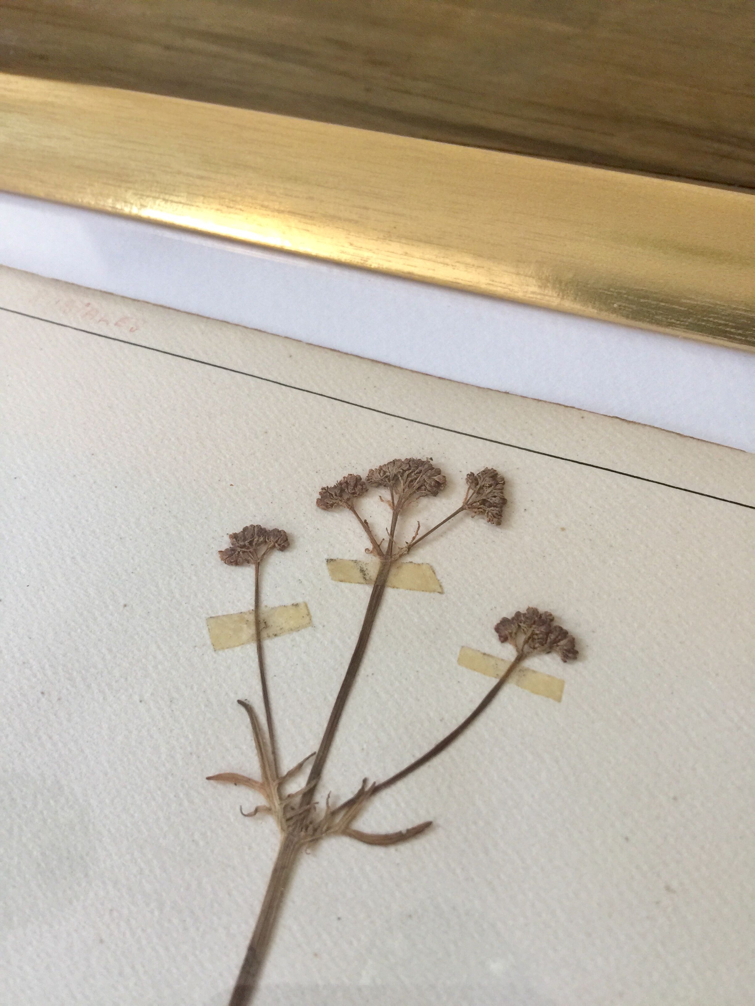 6 planches herbier datant de 1950 Provenance Belgique