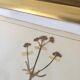 6 planches herbier datant de 1950 Provenance Belgique