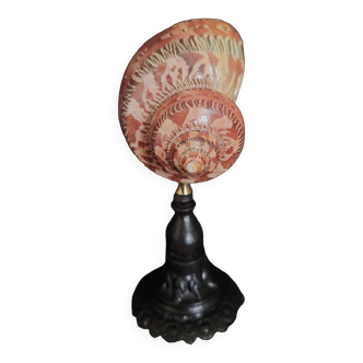 Cabinet of Curiosities turbo petholatus shell on base