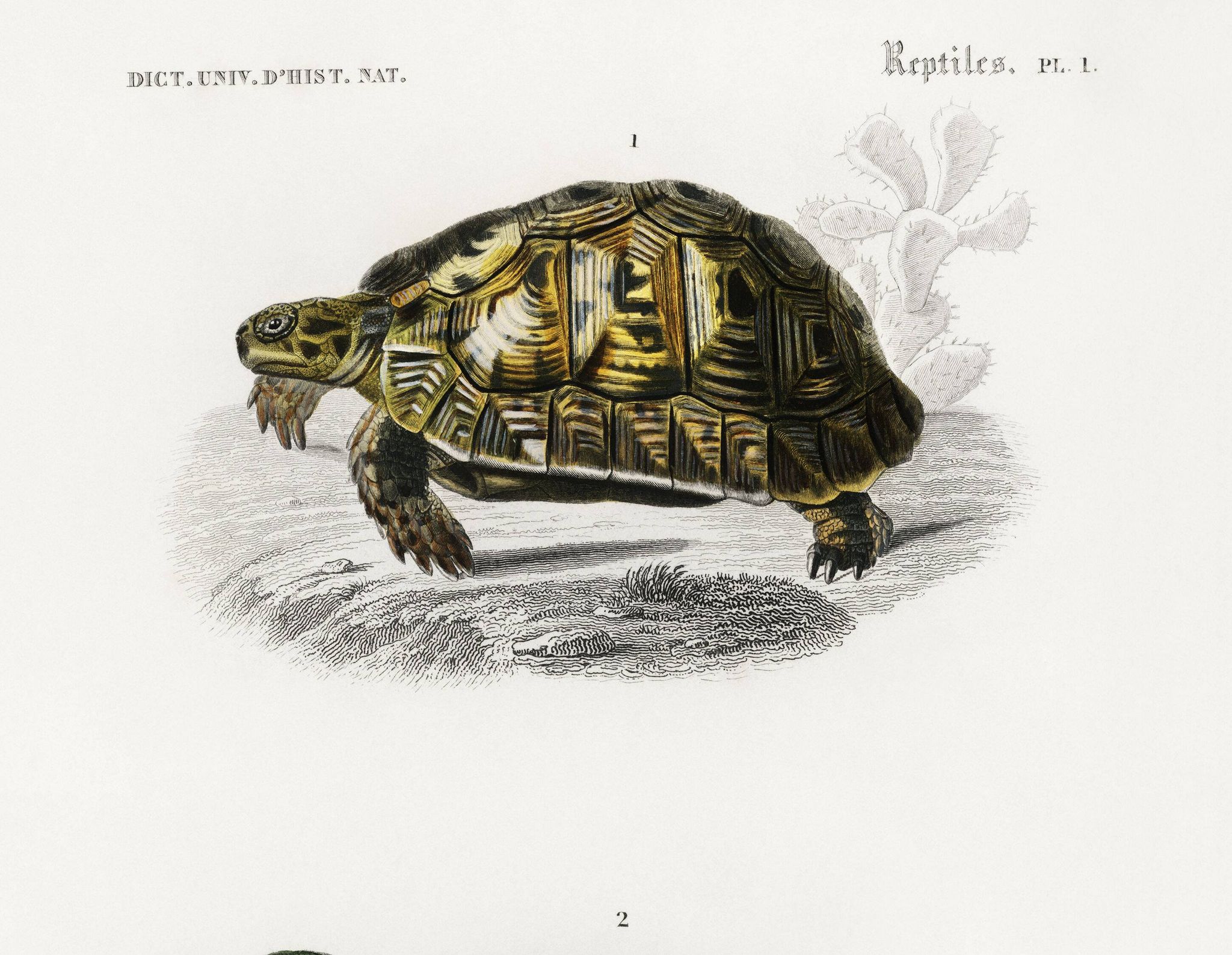 Poster about turtles, based on an old engraving from 1849.