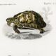 Poster about turtles, based on an old engraving from 1849.