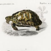 Poster about turtles, based on an old engraving from 1849.