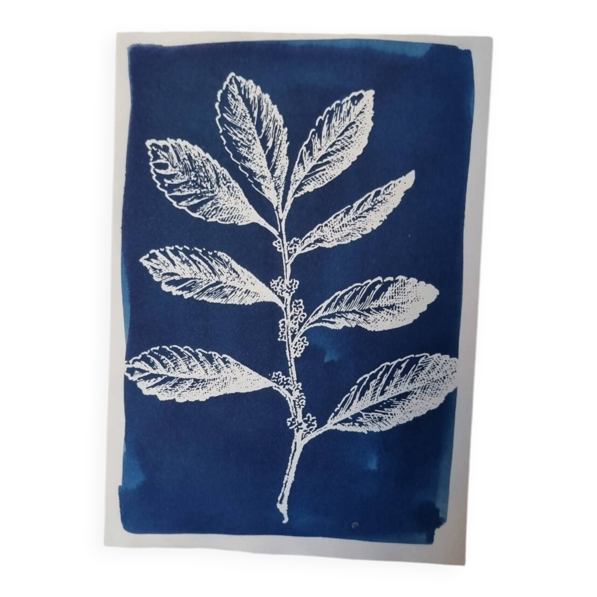 Cyanotype botanique