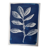 Botanical cyanotype