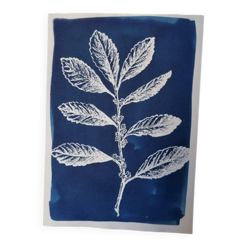 Botanical cyanotype