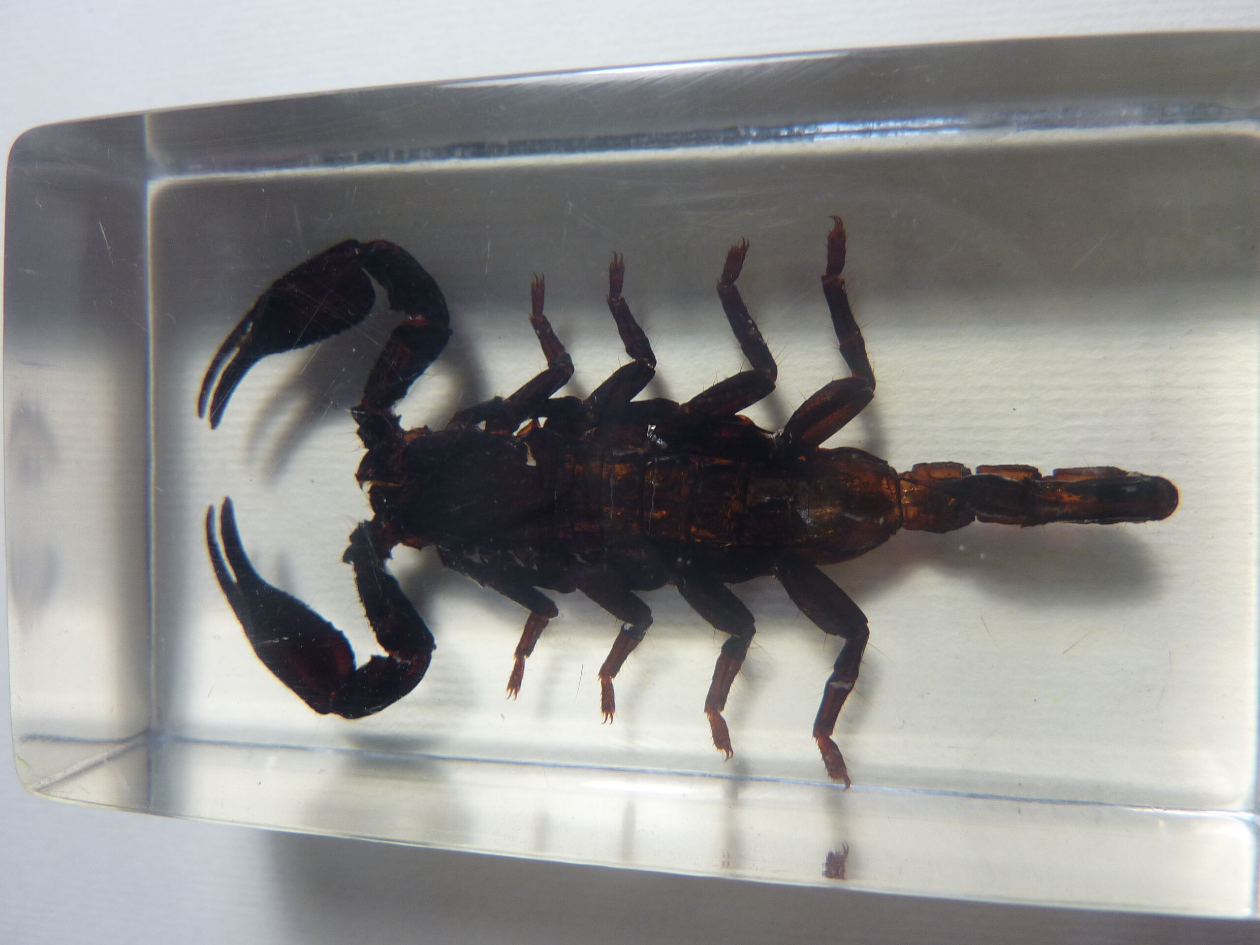 Inclusions insectes, cabinet de curiosité, scorpion